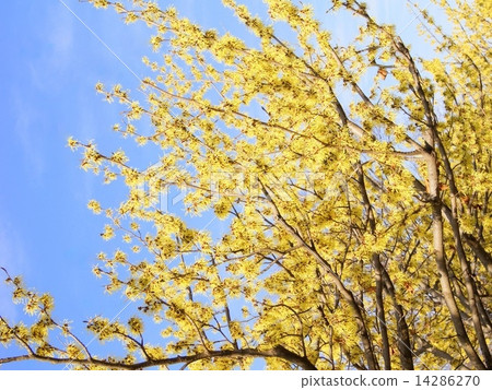 Mansaku shining in the blue sky (Chinese full work) 14286270