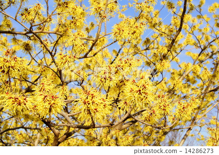 Mansaku閃耀在藍天（中國全體工作） 14286273