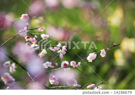 水仙和梅花 水仙和梅花 14286679