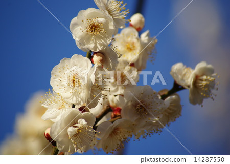 White plum White plum 14287550