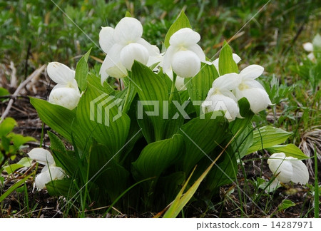 Atsumorisou Atsumorisou 14287971