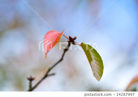 紅綠 14287997