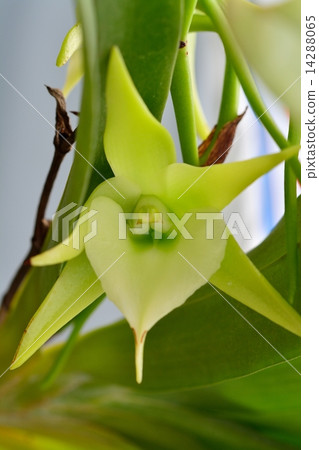 Yohan (Anglecam) Yohan (Anglecam) 14288065