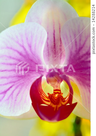 Phalaenopsis orchid  14288214