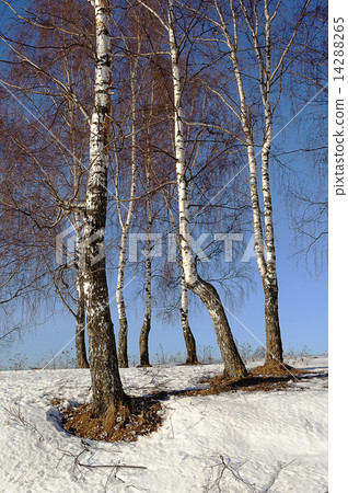 Bare birch trees in early spring 14288265