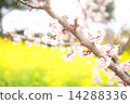 梅花 14288336