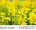 油菜花和蜜蜂 14288337