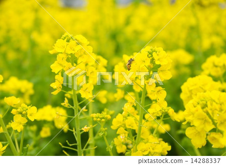 油菜花和蜜蜂 油菜花和蜜蜂 14288337