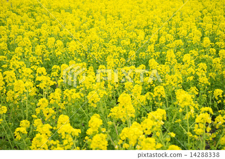 強姦開花 強姦開花 14288338