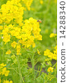 油菜花和蜜蜂 14288340