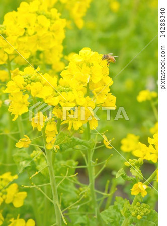 油菜花和蜜蜂 油菜花和蜜蜂 14288340