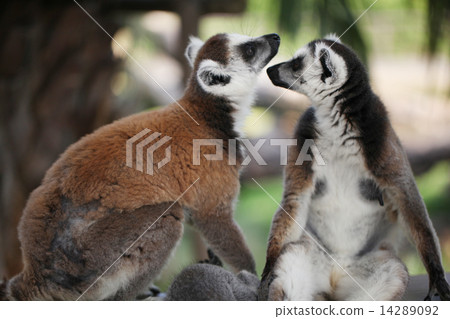 A couple of wolverine lemurs 14289092