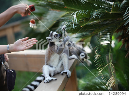 People and wolverine lemur 14289094