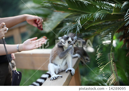 People and wolverine lemur 14289095