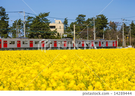 強姦花和火車1 強姦花和火車1 14289444