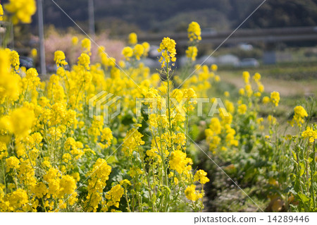 油菜田1 14289446