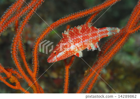 One species of Genus Hojo 14289862