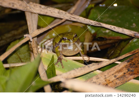 Frog flying _ 0323 Frog flying _ 0323 14290240