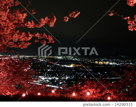 河津櫻花和西壽夜景 14290315