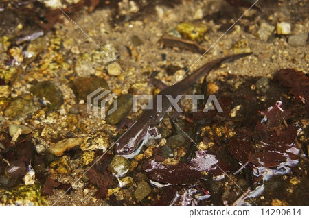 Touhoku salamander _ 7451 Touhoku salamander _ 7451 14290614