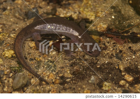 Touhoku salamander _ 7542 Touhoku salamander _ 7542 14290615