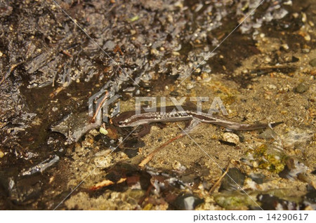 Touhoku salamander _ 7460 Touhoku salamander _ 7460 14290617