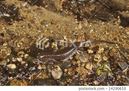 Touhoku salamander _ 7476 Touhoku salamander _ 7476 14290618
