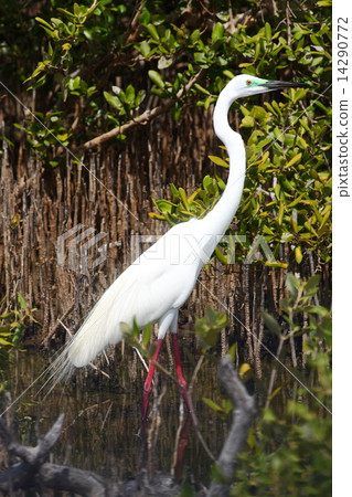 Great egret - Ardea alba Great egret - Ardea alba 14290772