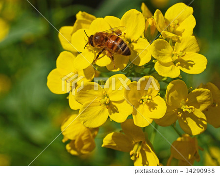 Rape blossoms Rape blossoms 14290938