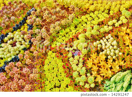 Plant Plant 14291247