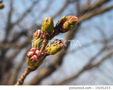 Cherry buds 14291253