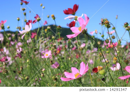 cosmos, cosmea, blue sky 14291347