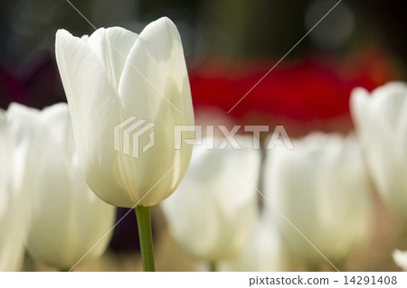 Tulip Tulip 14291408