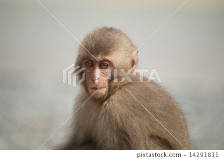 A monkey 14291811
