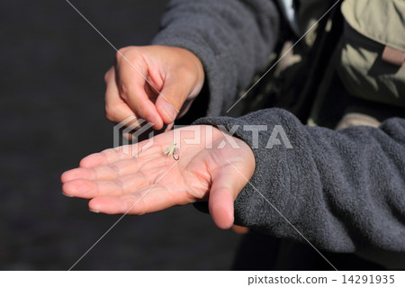 Fly fishing 14291935