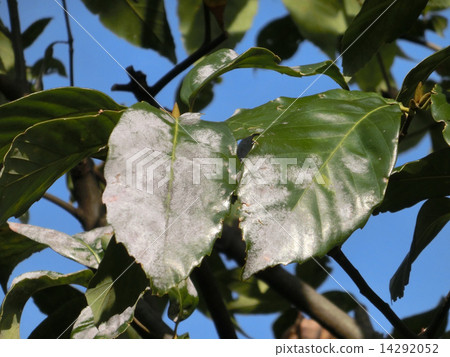 Leaves of powdery mildew 14292052