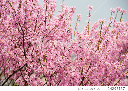Cherry Blossoms	 14292137