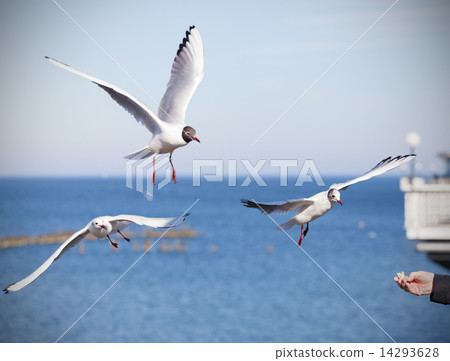 Feeding birds, hand with piece of bread. Feeding birds, hand with piece of bread. 14293628