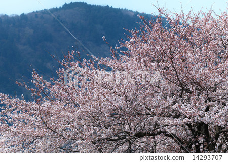 Sakura Bloom 14293707