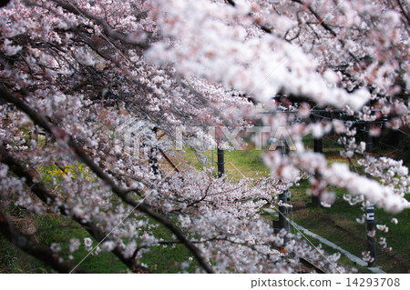 Sakura Bloom 14293708