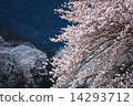 Sakura Bloom 14293712