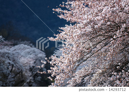 Sakura Bloom Sakura Bloom 14293712