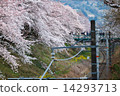 Sakura Bloom 14293713
