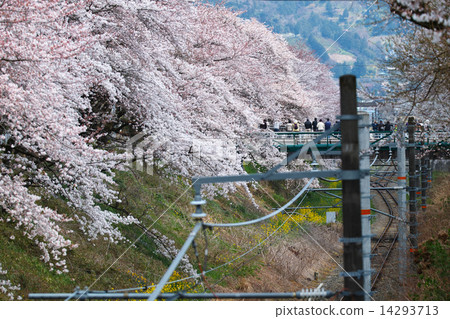 Sakura Bloom 14293713