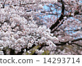 Sakura Bloom 14293714