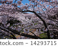 Sakura Bloom 14293715