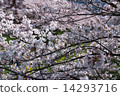 Sakura Bloom 14293716