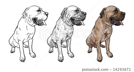 is the english mastiff legal in tunisia