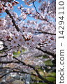 Sakura Bloom 14294110