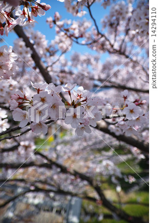 Sakura Bloom Sakura Bloom 14294110